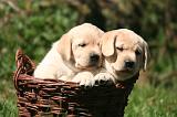 LABRADOR 1190
